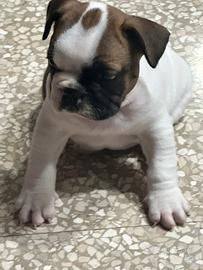 Bulldog francese