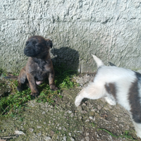 Cuccioli di taglia medio piccola