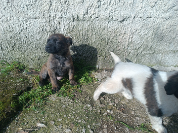 Cuccioli di taglia medio piccola