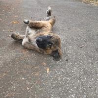 Si regalano tre splendidi cuccioli di 5 mesi