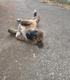 Si regalano tre splendidi cuccioli di 5 mesi