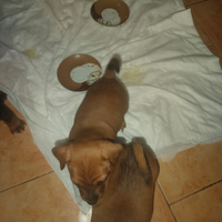 Pincher rimasti un maschietto e una femmina