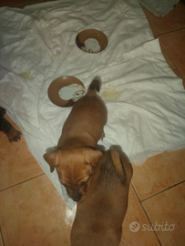 Pincher rimasti un maschietto e una femmina