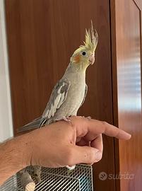 Pappagalli calopsite pulli