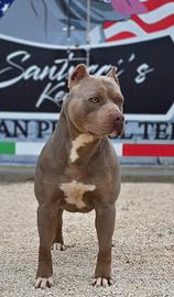American Pitbull Terrier cucciola Tricolor Blue co