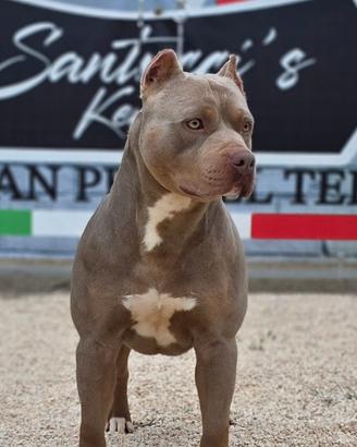 American Pitbull Terrier cucciola Tricolor Blue co