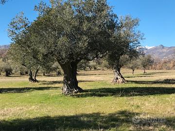 Terreno agricolo/edificabile/capannone