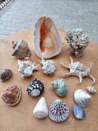 Conchiglie da collezione