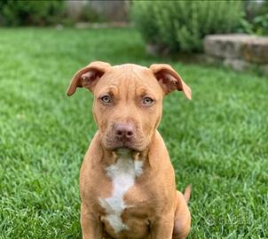 Cucciola american Pitbull