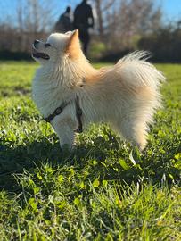 Spitz Pomerania maschio per monta