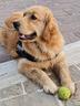 golden-retriver-americano-100x100
