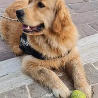 Golden retriver americano 100x100