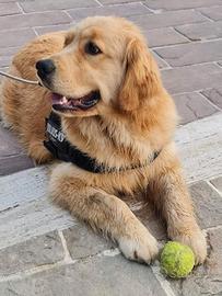 Golden retriver americano 100x100