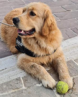 Golden retriver americano 100x100