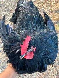 Gallo Australorp Nero Puro Riproduttore