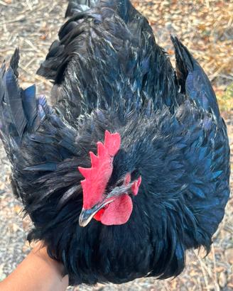 Gallo Australorp Nero Puro Riproduttore