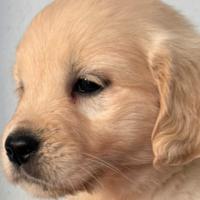 Cuccioli golden Retrievers