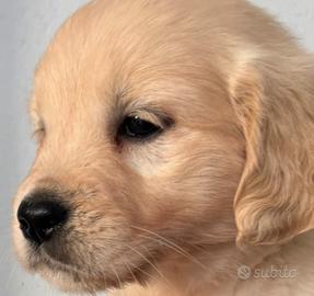 Cuccioli golden Retrievers