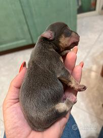 Cuccioli di Yorkshire