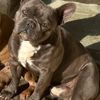 Sono Max un bulldog francese e vi aspetto