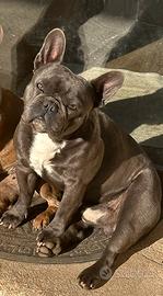 Sono Max un bulldog francese e vi aspetto