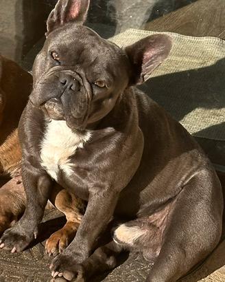 Sono Max un bulldog francese e vi aspetto