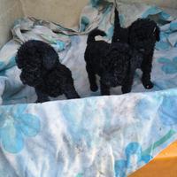 Barboncino nano nero cuccioli