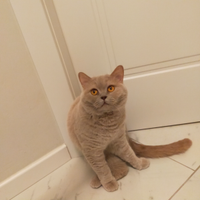 British shorthair mamma e figlia