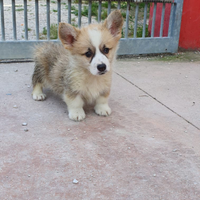 Welsh Corgi Pembroke con pedigree ENCI