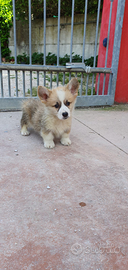 Welsh Corgi Pembroke con pedigree ENCI