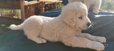 Cuccioli Pastore Maremmano Abruzzese, Veneto