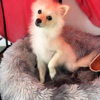 Cane femmina pomerania spitz