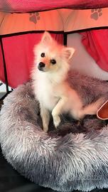 Cane femmina pomerania spitz