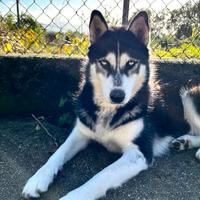 HUSKY femmina disponibile per monta