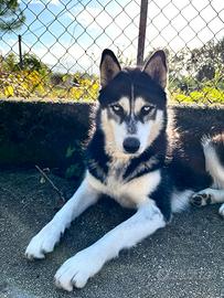 HUSKY femmina disponibile per monta