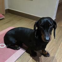 Bassotto nano per monte