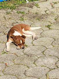 Jack russell chihuahua