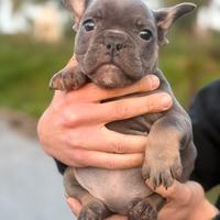 Femmina blu tan cucciola