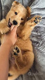 Golden Retriever cuccioli americani 100%