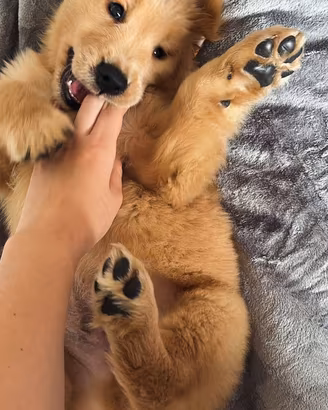 Golden Retriever cuccioli americani 100%