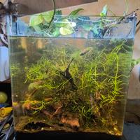 Acquario 30 litri