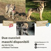 Cane Lupo Cecoslovacco Maschio