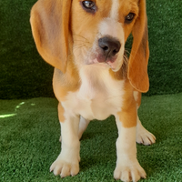 Beagle cuccioli