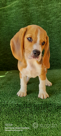 Beagle cuccioli