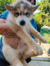 Cuccioli Siberian Husky