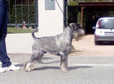 Cuccioli Schnauzer Medi con Garanzia