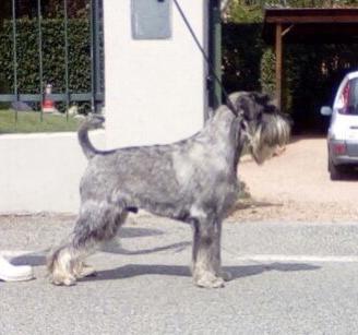 Cuccioli Schnauzer Medi con Garanzia