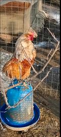 Gallo
