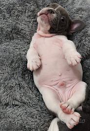 Cucciolo di bulldog francese