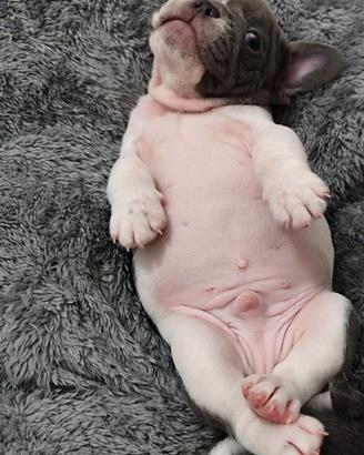 Cucciolo di bulldog francese